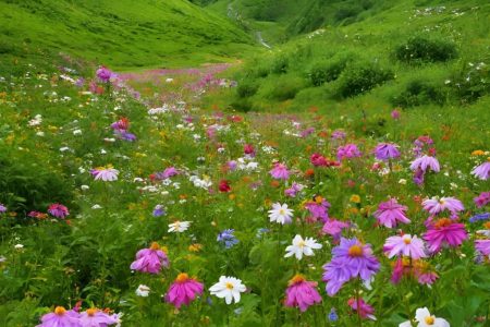 Valley of Flowers Trek: Top Reasons to Visit Valley of Flowers National Park in 2024