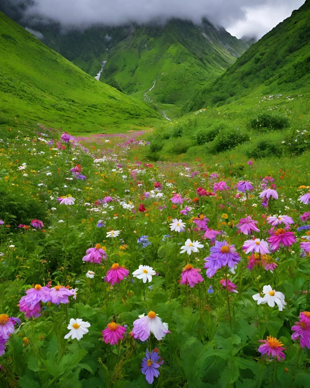 Valley of Flowers Trek: Top Reasons to Visit Valley of Flowers National Park in 2024